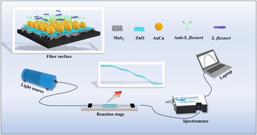 Schematic of experimental setup for S. flexneri bacteria detection using engineered nanomaterials based 3S fiber structure biosensor.
