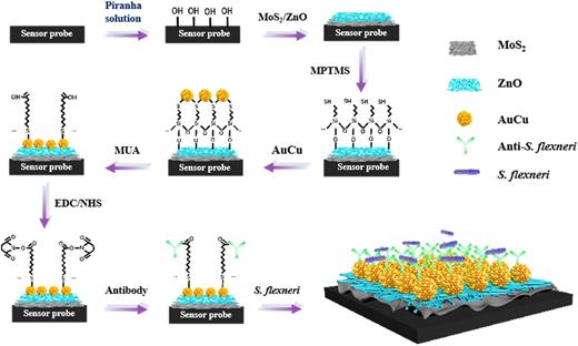 Functional flow chart of nanomaterials and antibodies coating on the optical fiber surface.