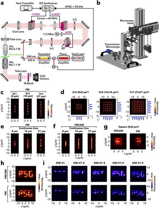 Implementation of acousto-optic holography in a two-photon microscope. (a) Optical setup featuring a parametrically amplified laser delivering 200 femtosecond pulses at 40 kHz to two synchronized AODs in crossed configuration for ps2D optical phase and amplitude modulation after dispersion compensation performed by a 45°-mounted AOM and employing two reversed objectives to reconstruct holograms and image the reconstructions of infrared (IR; 940 nm) or green fluorescence light (thin fluorescein layer) onto a CCD camera. (b) 3D model of the microscope head showing in the center the two objectives with shared focal planes. (c) False color images of the focal light patterns by phase-only (FM) modulation applied to the y axis through the Y-AOD in the absence of modulation in x direction for three (8 µm length; right), five (16 µm; middle), and seven (21 µm; right) point targets. (d) Images of the 2D patterns when applying the same modulation as in panel (c) to both AODs together with maximum projections in x and y directions (blue). (e) Images of the pattern obtained in the phase-only (FM) mode for continuous lines of 8, 16, and 21 µm length (from left to right) as targets. (f) Same as in panel (e), but by complex holography (FM/AM) at full gain (gAM = 1). (g) Measured square pattern by combined modulation for 8 µm lines in x and y directions (panel e; left) using the FM/AM (left) and FM right) mode. (h) Writing a three-letter acronym through serial generation of five SSD segments in FM/AM (top) and FM (bottom) modes. (i) False-color images of green fluorescence emission by two-photon absorption of IR light in a thin fluorescein layer with serial writing of SSD segments one to five in FM/AM (top row) and FM mode (bottom row). The images sequences show the accumulated fluorescence during a serial writing of the acronym employing one laser pulse per segment.