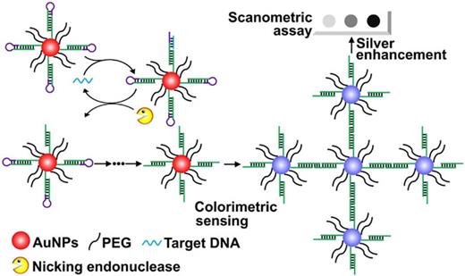 Schematic of an AuNPs–DNA conjugate based colorimetric sensor to detect target DNA.