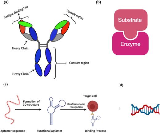 Schematic of a structure of (a) y-shaped antibody, (b) enzyme–substrate active cite, (c) aptamer binding with target cell, and (d) nucleic acid.