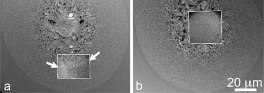 FIG. 2. Conventional TEM images taken after crystallization with 4.2 mJ laser shots with 15-ns DTEM images during crystallization inset. The inset in (a) was taken 1400 ns after the pump laser pulse. The position of the crystallization front at 1400 ns is indicated by arrows. The box in (b) shows nucleation and inward growth of crystalline regions 500 ns after the heating laser pulse. Reprinted with permission from Santala et al., Phys. Status Solidi B 249(10), 1907–1913 (2012). Copyright 2012 WILEY-VCH Verlag GmbH & Co. KGaA, Weinheim and John Wiley & Sons, Inc.