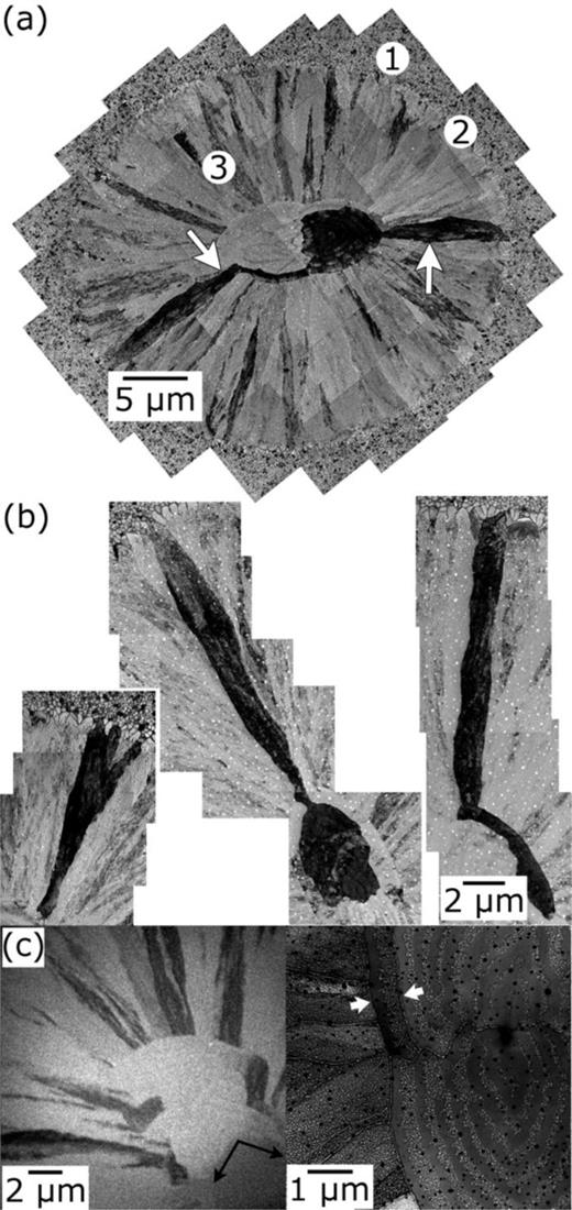 FIG. 8. (a) Montage of conventional BF TEM images showing three distinct morphological zones in the re-solidified alloy film: (1) heat-affected zone containing a hypoeutectic structure, (2) a transition zone, and (3) a growth zone. (b) BF TEM montage images of three types of columnar grains in the re-solidified alloy. Each grain has been tilted into a zone-axis orientation for image acquisition. (c) BF 15-ns DTEM image (left) showing formation of the banded structure and a HAADF STEM image (right) showing the solidified banded structure. The white arrows indicate a “wraparound” columnar grain, showing that these grains are also banded. Reprinted with permission from McKeown et al., Acta Mater. 65, 56–68 (2014). Copyright 2014 Elsevier.