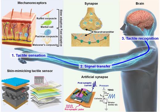 Overall schematic of tactile recognition process and corresponding bioinspired tactile sensation related systems. Reprinted with permission from Park et al., Sci. Adv. 1(9), e1500661 (2015). Copyright 2015 The Authors.37 Reprinted with permission from Chun et al., Nano Lett. 19(5), 3305–3312 (2019). Copyright 2019 American Chemical Society.88 Reprinted with permission from Lee et al., Nat. Commun. 11(1), 2753 (2020). Copyright 2020 The Authors.16 Reprinted with permission from Han et al., Adv. Sci. 9(9), 2105076 (2022). Copyright 2022 The Authors.17