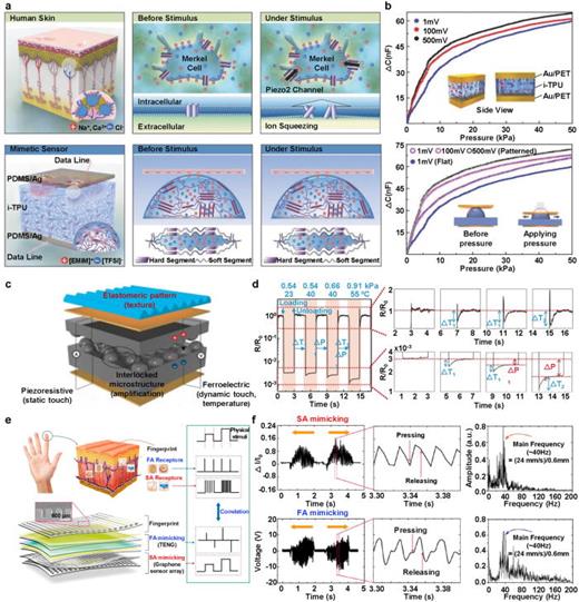 Human skin-mimicking pressure sensors. (a) Schematic illustration of mammalian mechanosensory units including the Merkel cell mechanoreceptors and design of artificial ionic mechanotransducer composed of i-TPU, silver nanowire electrode embedded in PDMS and wired probes. (b) Capacitive pressure sensing performance of the artificial ionic mechanotransducer using a flat i-TPU film, tested under three different voltage biases. Inset: schematic illustration of the artificial ionic mechanotransducer model system with a flat i-TPU film between Cr (10 nm)/Au (40 nm) electrodes, deposited on PET substrates (top). Capacitive pressure sensing performance of the IMT with a pillar patterned i-TPU film under three kinds of voltage bias. Inset: schematic illustration of the artificial IMT before and after the pressure is applied (bottom). Reprinted with permission from Jin et al., Adv. Mater. 29(13), 1605973 (2017). Copyright 2017 WILEY-VCH Verlag GmbH & Co. KGaA, Weinheim.36 (c) Flexible and multimodal ferroelectric e-skin. The functionalities of human skin are mimicked by elastomeric patterns (texture) and piezoresistive (static pressure), ferroelectric (dynamic pressure and temperature), and interlocked microdome arrays (tactile signal amplification). (d) Variation in relative resistances over time following the loading and unloading cycles of objects at different pressures and temperatures on an interlocked e-skin (left). Magnified variation of relative resistances at the moment of loading/unloading cycles in (left) showing the detection and discrimination of simultaneous temperature and pressure variations (right). Reprinted with permission from Park et al., Sci. Adv. 1(9), e1500661 (2015). Copyright 2015 The Authors.37 (e) Human finger skin and fingerprint structure of epidermis and mechanoreceptors of dermis and schematic illustration of an NTS device (left). Correlation between neural spikes of human skin and electrical output signals of an NTS device for slow and fast adaptation in response to physical stimuli, respectively (right). (f) Texture-dependent electrical and frequency response signals of the SA-mimicking sensor (top) and the FA mimicking sensor (bottom), respectively. The scanning speed is 24 mm/s in both forward and backward directions. Reprinted with permission from Chun et al., Nano Lett. 19(5), 3305–3312 (2019). Copyright 2019 American Chemical Society.88