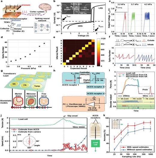 Artificial neuromorphic systems for the recognition of tactile information. (a) A schematic of the biological and artificial tactile sensation system. Mechanoreceptors produce spike signals upon detecting the pressure (frequency of spike increases with respect to the intensity of applied pressure) and transmit these signals to the cortex for tactile recognition. Mimicking the biological tactile sensation mechanism, TENG generate the current when pressure is applied and converted into spike signal by biristor neuron and the spike signal based tactile information is recognized with SNN. (b) Scanning electron microscopy (SEM) image of fabricated biristor neuron with STL structure. (c) Spiking properties of biristor neurons with different applied pressures to TENG. (d) The number of spike characteristics with respect to different intensity of applied pressure. (e) Confusion matrix of MNIST handwritten digit pattern with accuracy of 85.8%. (f) Demonstration of breathing classification with fabricated artificial tactile sensory system. The results indicate successful recognition of inhale and exhale. Reprinted with permission from Han et al., Adv. Sci. 9(9), 2105076 (2022). Copyright 2022 The Authors.17 (g) A schematic illustration of multimodal ACES array which sense the applied pressure and temperature with multiple spatially distributed sensor. (h) Block diagram of ACES where multiple spatially distributed sensors (blue) are connected to the operational amplifier-based decoder (orange). (i) Estimated intensity of applied force sensed by FA and SA receptors (top). The output responses from decoder (bottom). (j) Comparison of estimated movement of pulled out needle by ACES (red) and camera (blue). Bottom graph demonstrates the estimated movement (red dot lines) and direction (red dots in circle inset) of pulled out needle from ACES. (k) Estimated movement accuracy detected with ACES with different sampling rate. Reprinted with permission from Lee et al., Sci. Rob. 4(32), eaax2198 (2019). Copyright 2019 The Authors.18