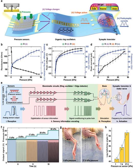 Biomimic artificial tactile sensation system. (a) A schematic illustration of biomimic artificial tactile sensory system composed of pressure sensor, organic material-based ring oscillator and artificial synaptic transistor. (b) Resistance output from pressure sensor with respect to different applied pressure. (c) Peak voltage and frequency responses of converted pressure stimuli from organic material-based ring oscillator. (d) Peak current and frequency responses from artificial synaptic transistor according to the applied pressure. Reprinted with permission from Kim et al., Science 360(6392), 998–1003 (2018). Copyright 2018 The Authors.19 (e) A schematic illustration of neuromorphic sensorimotor loop embodied e-skin. (f) Pulse train output of neuromorphic sensorimotor loop embodied e-skin when applied with different intensity of pressure. (g) Photographic images of leg movements using a neuromorphic sensorimotor loop embodied e-skin under varying pressure intensities. (h) Leg twitching angle difference according to the different intensity of applied pressure. Data points represent average values from four rats. All error bars refer to standard deviations. Reprinted with permission from Wang et al., Science 380(6646), 735–742 (2023). Copyright 2023 The Authors.20