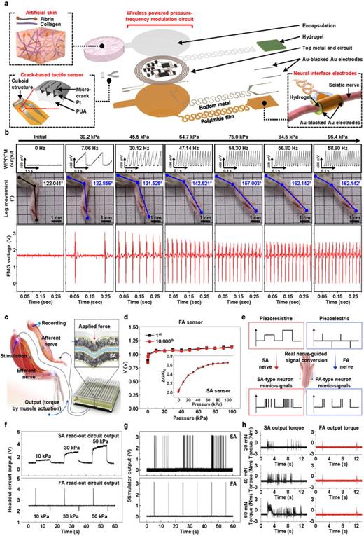 Neuromorphic tactile sensory systems for biomimicry of afferent and efferent neuron functions. (a) A schematic illustration of WTSA composed of artificial skin, crack-based tactile sensor, WPPFM circuit, conductive gelatin coated neural interface electrodes to minimize fibrosis occurring. (b) An analysis of leg movement angle difference (blue) and corresponding EMG signal (red) while stimulated with converted signal from WPPFM (black) under different pressure is applied. (c) A schematic illustration of artificial neural tactile sensing system with FA- and SA-integrated tactile sensor. (d) Characteristics of FA and SA sensor (inset) under different intensity of applied pressure (0.1–100 kPa) measured with 10 000 repeated times. Reprinted with permission from Kang et al., Nat. Commun. 15(1), 10 (2024). Copyright 2024, The Authors.21 (e) Biomimicry of SA- and FA-type mechanoreceptors with distinct spike signal outputs according to applied pressure. (f) Characteristics of SA and FA sensors output under different intensity of applied pressure. (g) SA and FA neural stimulator outputs of converted signal from SA and FA sensors. (h) In vivo demonstration of the artificial neural tactile sensing system with FA- and SA-integrated tactile sensor by measuring the amplitude of torque from leg movement while applying static pressure (20, 40, and 60 mN) to SA and FA sensors. Reprinted with permission from Chun et al., Nat. Electron. 4(6), 429–438 (2021). Copyright 2021 The Author(s) under exclusive license to Springer Nature Limited.22