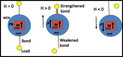 FIG. 2. Illustration of the drug release mechanism via application of an a.c. magnetic field.