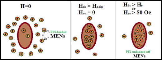FIG. 3. Illustration of a field-controlled targeted drug (PTX) delivery and release by MENs.