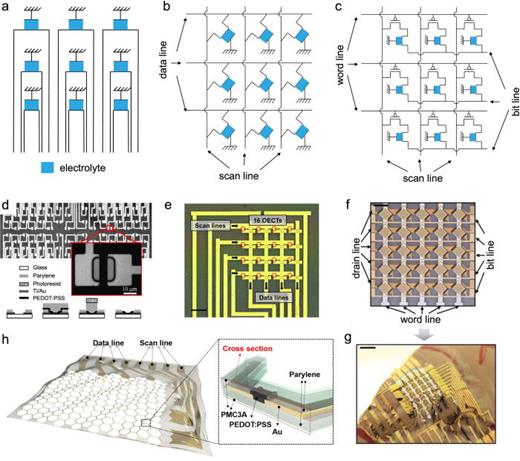 Flexible organic transistors for neural activity recording | Applied ...