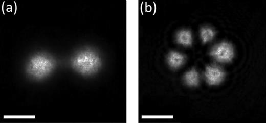 Example geometries of time averaged optical dipole potentials: (a) BEC trapped in dumbbell potential with two reservoirs connected through a channel of tunable length and width and (b) ring lattice of BECs. The scale bar on each image indicates 50 μm.