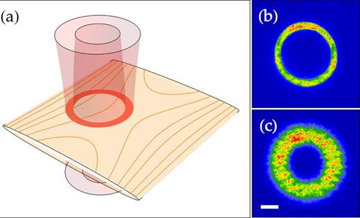 (a) A typical optical ring trap configuration; the potential is formed at the intersection of the vertically focused ring pattern and horizontal sheet beam. (b) In-trap absorption image of a ring BEC formed in a 164 μm diameter time-averaged optical potential with    (  ω ρ ,  ω z ) = 2 π   ( 50 , 140 )   Hz trapping frequencies. (c) Expanded ring after 20 ms time of flight. The scale bar is 50 μm.