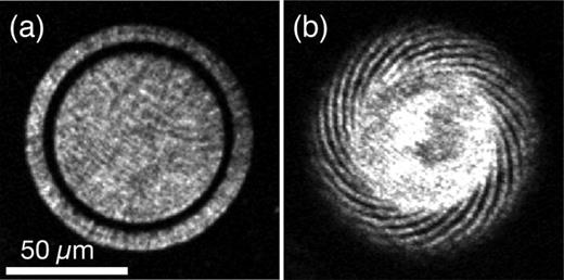 (a) A ring trap with a diameter of 100 μm is created using a repulsive DMD-patterned potential combined with an attractive horizontal sheet beam. By using the dynamic control of the DMD, a stirring barrier is introduced into the ring and then accelerated through 90°, before being removed from the ring. The resulting persistent current is imaged through interference with the central BEC in a short time of flight, determining a net circulation quanta of N = 21.