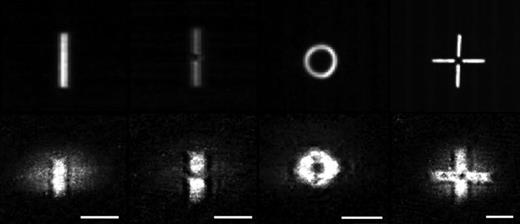 87Rb condensates in SLM-generated optical potentials. The top row shows the intensity patterns used for trapping, and the bottom row shows the condensates after a 2 ms time of flight. The ring trap contains    ∼   10 6 atoms, while the other traps contain    ∼ 5 ×   10 5 atoms. The scale bar on the images indicates 100 μm.
