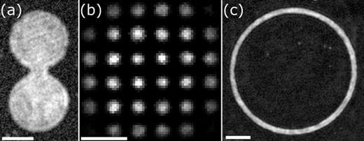 Useful atomtronics geometries created with directly imaged DMD trapping. (a) A dumbbell geometry of two reservoirs connected by a channel where the reservoir size, channel length, and channel width can be varied to study superfluid transport. (b) Square lattice of BECs with a period of 10 μm formed using the projection of a half-toned DMD pattern. The lattice period can be dynamically increased or decreased. (c) A ring-shaped BEC with a diameter of 110 μm and a radial width of 10 μm is useful for interferometry and transport experiments. The scale bar on each image indicates 20 μm.