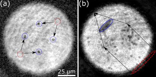 Creating vortices using the dynamical capabilities of DMDs. (a) Deterministic creation of vortices using the “chopstick” method outlined in Samson et al.79 The dashed red (blue) circle represent the initial (final) position of the optical barriers with arrows indicating their trajectories. After a short 3 ms time of flight, the vortices are visible as density dips (black dots). (b) Creation of a vortex cluster, similar to the procedure used by Gauthier et al. (Ref. 75) and Johnstone et al. (Ref. 76), by sweeping a paddle-shaped optical barrier through a condensate. The red (blue) dashed ovals represent the paddle position at initial (picture) time with the arrows indicating the trajectory of the edges of the paddle.