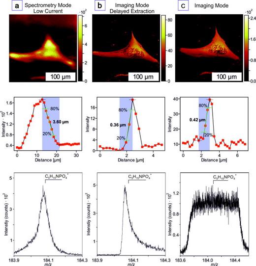 Fig. 2. Comparison of (a) spectrometry low current, (b) imaging with delayed extraction, and (c) conventional imaging mode. The first row shows the recorded cell images, the second row gives an example for the determination of the lateral resolution via line scan (80%/20% method) on the total ion image, and the third row gives an impression of the mass resolving power in FWHM definition by depicting peak widths for m/z = 184.08.