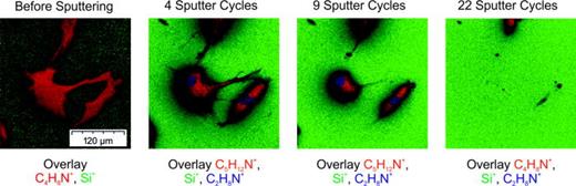 Fig. 3. Overlay of C4H8N+ or C5H12N+ in red, C2H8N+ in blue, and Si+-signal in green after several sputter cycles (2.42 × 1014 ions/cm2 per sputter cycle) during the depth analysis of a control cell without AgNP using Ar1500+ (10 keV) as sputter species. C4H8N+ and C5H12N+ are cell signals representing the membrane layer and the inner part of the cell; the C2H8N+ signal visualizes the nucleus and Si+ the silicon substrate. The field of view is 300 × 300 μm2.