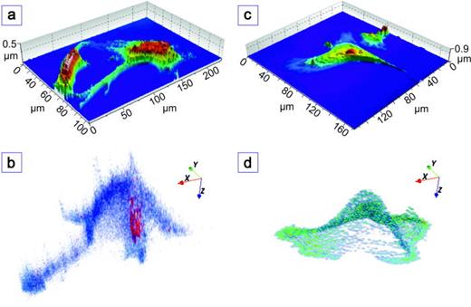 Fig. 4. (a) 3D confocal microscopy image of a control cell without Ag-NP. (b) 3D reconstruction of the ToF-SIMS depth analysis of the same cell. Sputtering was performed with Ar1500+ (10 keV) and analysis with Bi3+ in the imaging mode with delayed extraction. The cell nucleus is reconstructed in red using the C2H8N+ (m/z = 46.06) signal. The signal C5H14N+ (m/z = 88.11), shown in blue, represents the outer parts of the cell. (c) 3D confocal microscopy image of the cell shown in (d) as ToF-SIMS 3D reconstruction. In this case, the cell was incubated with AgNP. O2+ (500 eV) was employed for sputtering (3.30 × 1015 ions/cm2 per cycle), and analysis was performed in spectrometry mode low current on a field of 250 × 250 μm2. For reconstruction, the cellular signal C5H12N+ (m/z = 86.10) was chosen.