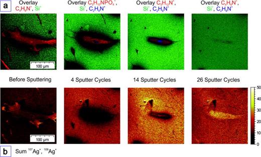 Fig. 6. (a) Overlay of cell signals in red and Si+-signals in green after several sputter cycles (2.53 × 1014 ions/cm2 per sputter cycle) of the depth analysis of a cell cultivated with AgNP using Ar1500+ (10 keV) as sputter species. The C2H8N+-signal in blue represents the nucleus. (b) shows the silver distribution. The field of view is 250 × 250 μm2.
