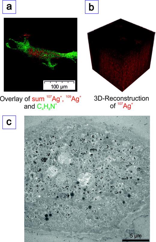 Fig. 7. (a) Overlay of the initial cellular signal C4H8N+ in green (recorded before sputtering) and the silver signals in red [after complete removal of the cell with Ar1500+ (10 keV)]. Silver can be clearly localized inside the cell. (b) shows the 3D-reconstruction of the 107Ag+ signal. Silver is only slightly ablated by Ar1500+ 10 keV) and, therefore, present in each scan in the whole analysis volume. The field of view is 250 × 250 μm2. (c) TEM-image showing a quite homogeneous distribution of AgNP in a hMSC.