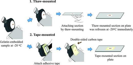 Fig. 1. Gelatin-embedded samples were prepared by two following methods, the thaw-mounting and tape-mounting methods.