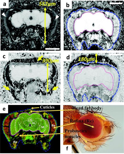 Fig. 2. Optical images of two different Drosophila model [transgenic flies—TH-GFP with red eyes (a), (c) and miRNA-14 (miR-14) flies with white eyes (b), (d)] brain tissue prepared by tape-supporting [(a), (b)] and thaw-mounting [(c), (d)] methods. (e) Drosophila brain diagram with cortex of brain (marked with magenta line); surrounding both the central brain and the optic lobes, retina (Re, in red), lamina (L), medulla (M), central body (CB), and antennal lobe (AL). D. melanogaster proboscis muscles (in Ro, rostrum) that manage the Drosophila's feeding motions (Ref. 41). (f) Head fat body is within the head capsule (in yellow) (Ref. 51). The brain cortex (magenta dotted line) and head cuticles (blue dashed line at outer head) are marked in (b), (d), and (e). Size reduction (yellow arrows) and tissue moving of 180 μm in thaw-mounted samples were observed [(c), (d)]. Scale bar is 200 μm.
