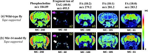 Fig. 4. ToF-SIMS images of the brains of wild-type (a) and miR-14 model flies (b). The samples were prepared by the tape-mounting method in positive ion mode at [(a1), (b1)] m/z 184.09—phosphocholine, [(a2), (b2)] and m/z 495.5—fragment of TAG (40:0). In the negative ion mode, there were [(a3), (b3)] m/z 279.2—FA (18:2) (linoleic acid), [(a4), (b4)] m/z 281.2—FA (18:1) (oleic acid), and [(a5), (b5)] m/z 283.2—FA (18:0) (stearic acid). MC stands for maximal counts.