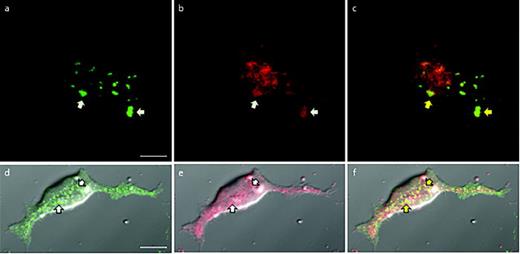 Fig. 1. [(a)–(c)] TIRF microscopy images of biotinylated Kv2.1, detected by fluorescent (CF640) streptavidin binding to the biotin moiety attached to an extracellular domain on the Kv2.1 channel, and DsRed2-ER in the endoplasmic reticulum. Arrows specify the regions where the Kv2.1 clusters on the cell surface overlap with the DsRed2-ER near the plasma membrane. (a) Clusters of Kv2.1 were present on the bottom surface of the cell adjacent to the glass substrate. (b) Bright red patches denote the endoplasmic reticulum tubules within the TIR illumination field. (c) Overlay of both fluorescence signals. [(d)–(f)] Confocal fluorescence microscopy images of HEK cells that were transfected to express GFP-Kv2.1 and labeled with ER-Tracker. Arrows indicate the regions where the green and red fluorescence overlaps. (d) On the bottom surface of the representative cell, the GFP-labeled Kv2.1 ion channels formed clusters with sizes that ranged from 700 nm to 2 μm. These clusters associate with junctions between the plasma membrane and endoplasmic reticulum. (e) Fluorescence microscopy images of the ER-Tracker that locate the endoplasmic reticulum. (f) Merging the two fluorescence images and visualizing them on top of the bright-field optical image produce yellowish-green features that indicate partial colocalization between GFP-Kv2.1 clusters and the endoplasmic reticulum, as indicated by the yellow arrows. All scale bars are 10 μm.
