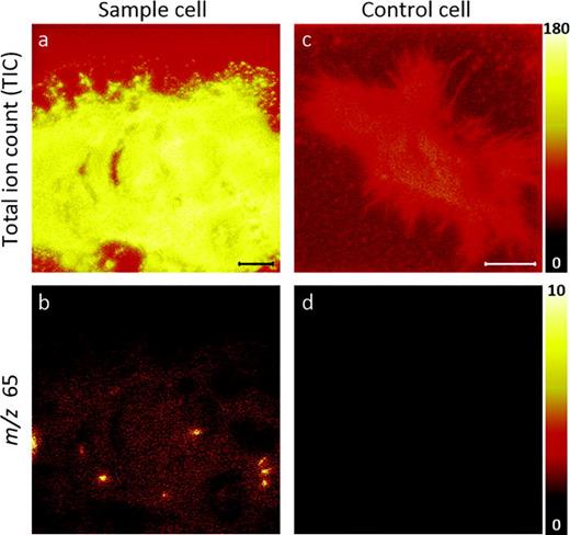 Fig. 6. Unbinned TOF-SIMS positive ion images of a transfected, ER-Tracker stained cell [(a) and (b)] and an unstained (control) cell that was not transfected [(c) and (d)]. Images of the (a) TIC and (b) m/z 65 signals acquired from the transfected cell. The local elevations in m/z 65 signals shown in (b) correspond to the same locations where the m/z 19 hotspots were detected on this cell [Fig. 4(b)]. This colocalization suggests that the m/z 65 signals might be cyclopentadienyl ions [C5H5]+ from the ER-Tracker stain or some other component that is found in endoplasmic reticulum tubules. Consistent with these possibilities, images of the (c) TIC and (d) m/z 65 signals acquired on the control cell show no local elevations in the m/z 65 signals. Scale bars are 10 μm.