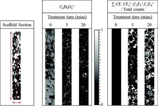Fig. 3. Image in the first column is a representative photomicrograph of an unmodified PCL scaffold, the direction of analysis for the corresponding secondary ion images is detailed by the red dashed line (500 × 4000 μm). The second and third columns are ToF-SIMS image area scans (500 × 4000 μm) from cross-sections of C3F8 plasma treated (0, 5, and 20 min) PCL scaffolds following the C6H9O2+ ion (PCL substrate) and a sum of FC ions from the plasma deposition film.