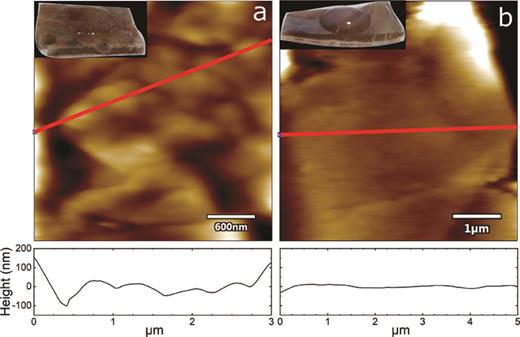AFM contact mode imaging in air of (a) the outer and (b) the inner layer of a seashell (see insets) indicates a Stark difference of the surface texture. Inset pictures show the difference in wet-ability of the outer (rough and hydrophilic) and inner (smooth and hydrophobic) surfaces.