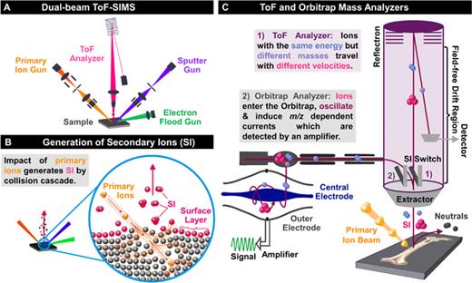 (a) Schematic of a dual-beam ToF-SIMS. The primary ion gun is for high-resolution surface mass spectra and 2D image analysis. The sputter gun allows depth profiling and 3D imaging analysis. (b) Generation of SIs. The sample surface is bombarded with primary ions whose energy is transferred to the surface target atoms by a collision cascade (orange pathways). Atoms and particles can overcome the surface binding energy and are emitted. A certain number of these sputtered species are positively or negatively charged SI. (c) Principles of ToF and OrbiTrap™ mass analyzers. In a hybrid SIMS instrument, ToF- or Orbi-MS can be selected by an electrostatic 90° deflector, the so-called SI switch. (1) SIs are accelerated through an extractor into the ToF analyzer. High mass resolution is enabled by combination of a field-free drift path and a reflectron. (2) When Orbi-MS is selected, SI packets enter the OrbiTrap™ analyzer, where they spread into oscillating rings around the central electrode. SI oscillations induce image currents that are detected by an amplifier between the two halves of the outer electrode. By Fourier transformation of the amplified currents, each m/z of the SI can be determined from its respective frequency of oscillation.