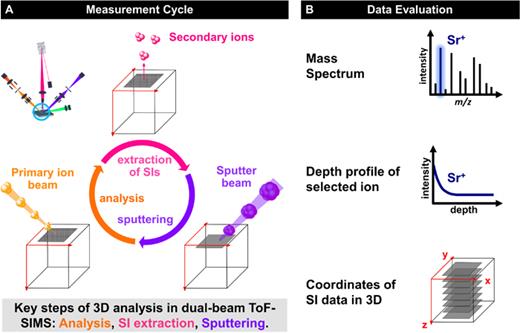 Principle of depth profiling in dual-beam ToF-SIMS. (a) The 3D measurement cycle starts with surface analysis. Generated SI (step 1) are extracted into the analyzer (step 2), leading to locally resolved mass spectra and SI images. In the third step, a sputter beam creates a sputter crater by controlled ablation of the sample surface. This measurement cycle is repeated until the desired depth of the sample is reached. (b) By selecting a signal of interest (e.g., Sr+, a bone healing-promoting agent) in the mass spectrum, the depth profile of the selected signal, and its 3D distribution in the analysis volume are obtained.