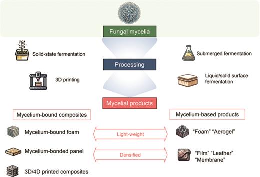 Proposed classification and nomenclature of mycelial materials.