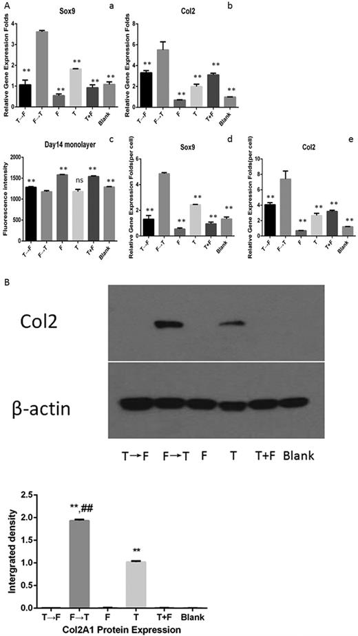 Sequential growth factor treatment induces chondrogenic differentiation of mouse ADSCs in vitro. (A) Gene expression and cell numbers of mouse ADSCs in monolayer culture. The gene expression of interest was normalized to the expression of the housekeeping gene 18S. a: Sox9 expression. b: collagen type II expression. c: fluorescence intensity of CellTiter-Blue assay for cell proliferation in each group. d: average Sox9 expression. e: average collagen type II expression. **P < 0.01 vsFGF2 to TGFβ1; ns (nonsignificant) vsFGF2 to TGFβ1 (n = 3). (B) Western blot and densitometric data for collagen type II in monolayer culture. **P < 0.01 vs blank; ##P < 0.01 vs TGFβ1 (n = 3).