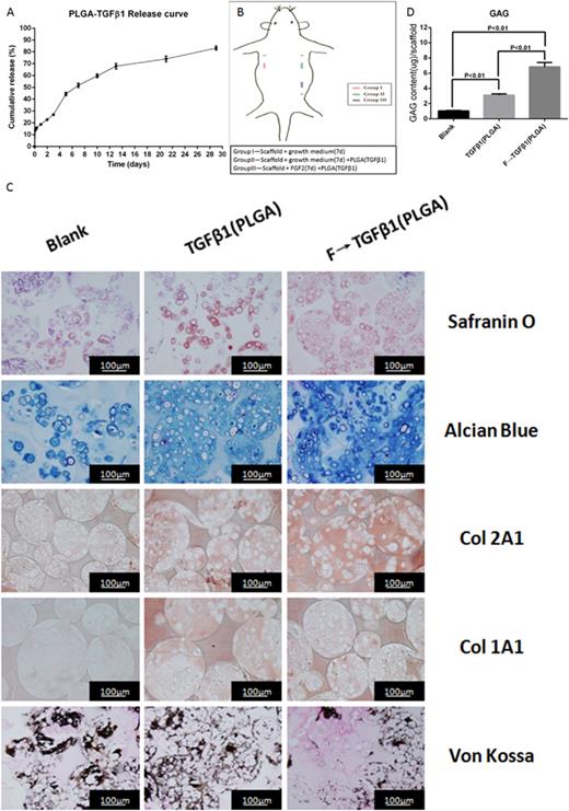 FGF2 to TGFβ1 treatment induces chondrogenesis in vivo. (a) PLGA-TGFβ1 release curve. (b) Schematic diagram of the subcutaneous implantation model in mouse. (c) Sequential release of FGF2 to TGFβ1 (PLGA particle) from subcutaneous implants. Safranin O, Alcian Blue, von Kossa, and immunohistochemical staining were employed to evaluate the chondrogenic ability of the FGF2 to TGFβ1 (PLGA particle) treatment in the 3D constructs in vivo, scale bar = 100 μm. (d) GAG production normalized to the DNA content of each group in subcutaneous implants (n = 3).