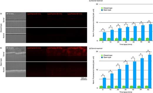 FIG. 4. Fluorescence imaging results for the closed-type device (a) and the open-type device (b). LysoTracker, which visualizes the acidic vesicles in axons that contain autophagosomes, was applied into the somal reservoirs at a final concentration of 50 nM on cultured neurons. Fluorescence intensities of the axonal and somal reservoirs as measured and normalized in 10-min intervals at the axonal reservoir (c) and the somal reservoir (d). Data were normalized with a closed-type intensity level (*p &lt; 0.05).