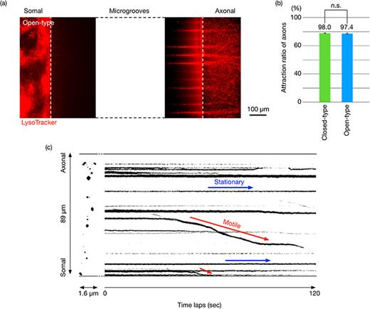 FIG. 5. Acidic vesicles, including autophagosomes, in the somal and axonal reservoirs as visualized by LysoTracker staining as a probe in the proposed open-type device (a). Axons attraction ratio of the closed-type device and the open-type device (b). Time-laps images of acidic vesicle dynamics in neuronal cells. “Stationary” and “Motile” denote the stationary and moving vesicles, respectively (c).