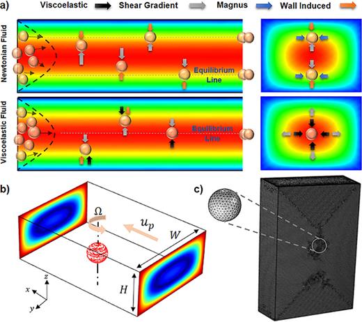 FIG. 1. (a) Different equilibrium positions and their corresponding forces for Newtonian and viscoelastic solutions in a straight rectangular channel. (b) Schematic of the particle modeled in a portion of a rectangular channel for DNS. (c) Mesh configuration for the portion of the channel with a length of 20a and boundary mesh on the surface of the particle.