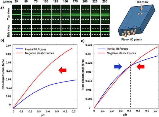 FIG. 6. Elasto-inertial focusing in the rectangular channel. (a) Top and side views of equilibrium positions for a rectangular channel with an aspect ratio of 1.6. (b) and (c) Nondimensional inertial lift force and negative value of nondimensional elastic force near the center of the channel for two different flow rates of 25 ml/min (b) and 50 ml/min (c). Curve intersections are the equilibrium positions.