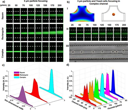 FIG. 8. Focusing positions in square, rectangular, and complex channels. (a) Top view focusing positions of 5 μm particles, which shows for all the flow rates the complex channel has tighter focusing compared to the conventional channels. (bI) Elasto-inertial force vector plot in the modified complex channel and the focusing position for 3 μm particles. (bII) Top view focusing of the 3 μm fluorescent particles in the modified complex channel. (bIII) Focusing of the yeast cells in the complex channel for a flow rate of 75 μl/min. (c) Intensity profiles for the focusing of 5 μm particles at a flow rate of 100 μl/min, which shows a tighter focusing in the complex channel. (d) Intensity profiles for focusing of 5 μm particles through the complex channel.