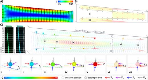 FIG. 10. Inertial focusing in IT curved channels. (a) γ˙ contours and vectors. (b) Schematics of the pattern of Dean flow as well as the distribution of high−γ˙ regions (i.e., where γ˙&gt;90% of γ˙max) derived from (a). Regions highlighted in yellow indicate the potential focusing areas. Also, regions highlighted in red represent the distribution of high-FW areas. (c) Particle equilibrium positions. (i)–(vii) Schematics of the proposed force balances, moving from low to high flow rate, respectively. For ease of comparison, experimental results of the channel IT2 in the forward flow are shown.