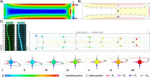 FIG. 5. Inertial focusing in rectangular curved channels. (a) γ˙ contours and vectors. (b) Schematic of the pattern of Dean flow together with the distribution of high−γ˙ regions (i.e., where γ˙&gt;90% of γ˙max) derived from (a). Regions highlighted in yellow indicate the potential focusing areas. Also, regions highlighted in red represent the distribution of FW areas. (c) Particle equilibrium positions. (i)–(vii) Schematics of the proposed force balances, moving from low to high flow rate, respectively. For ease of comparison, experimental results of the channel R2 in the backward flow are shown.