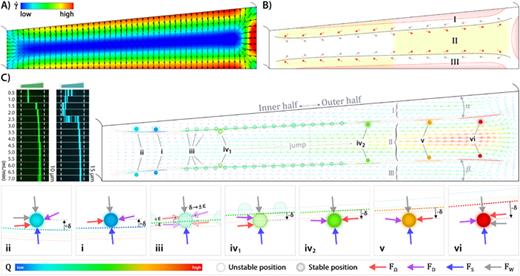 FIG. 8. Inertial focusing in OT curved channels. (a) γ˙ contours and vectors. (b) Schematics of the pattern of Dean flow as well as the distribution of high−γ˙ regions (i.e., where γ˙&gt;90% of γ˙max) derived from (a). Regions highlighted in yellow indicate the potential focusing areas. Also, regions highlighted in red represent the distribution of high-FW areas. (c) Particle equilibrium positions. (i)–(vi) Schematics of the proposed force balances, moving from low to high flow rate, respectively. For ease of comparison, experimental results of the channel OT2 in the forward flow are shown.