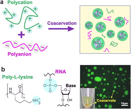 Complex coacervates as artificial membraneless organelles and ...
