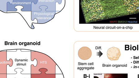 Brain Organoids Python Brain organoid-on-a-chip: A next-generation human brain avatar for ...