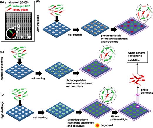 (a) Microwell recovery arrays (MRA) contain a total of 11 025 co-culture sites available to screen a bacteria strain library (here a 293-member collection of biovar 1 agrobacteria recovered from the rhizosphere of Helianthus annus plants) for antagonistic interactions with a fluorescently labeled test pathogen (here A. tumefaciens sp. 15955 expressing GFP). (b) In the first iteration, unique library strains (denoted by varied shades of red) are combined with the pathogen at an equivalent pathogen-to-strain library cellular ratio, multiple library strains and pathogens may exist in each well. Wells where pathogen growth is significantly diminished are identified as outlier wells (red). (c) Library strains can be cultured against greater numbers of pathogen cells by diluting the strain library into a background of pathogen cells, thereby increasing the pathogen-to-library strain ratio and reducing the number of outlier wells. (d) At a high challenge, library strains are seeded against an excess number of pathogens, enabling the identification of rare outlier wells. These wells contain the strains with the highest levels of pathogen antagonism and are exposed to patterned light to remove a photodegradable polymer membrane, releasing the antagonistic strains from the device for sequencing and further characterization. The figure was prepared with assistance from BioRender software.