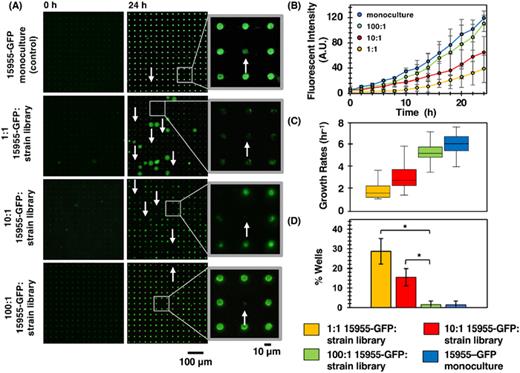 (a) TLFM images of a sample 15 × 15 array of microwells at 0 and 24 h for 15955-GFP monoculture control and 15595-GFP / strain library co-cultures at increasing 15955-GFP to strain library seeding ratios. White arrows denote wells where 15955-GFP growth appeared diminished. (b) Averaged 24h growth trajectories and (c) averaged growth rates from a representative 900 microwell area of the array. (d) Percent of wells with diminished 15955-GFP growth under each culture condition. Wilcoxon’s two-sample tests were conducted to compare the percent of antagonistic wells with the 15955-GFP monoculture. The percent of wells with diminished 15955-GFP growth in the 1:1 and 10:1 co-culture ratios were significantly higher compared to that in the 100:1 co-culture ratio and hence the 15955-GFP monoculture (*, p-value < 0.01). Data in (b)–(d) were generated from screening at each seeding condition n = 4 times.